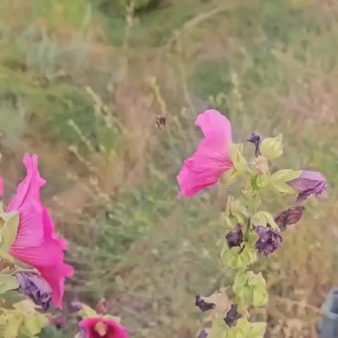 A bee flies towards a pink flower in this video. The bee is in focus and the flower is slightly out of focus. The background is a blur of green and brown, suggesting an outdoor environment.