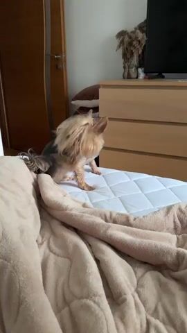 The video shows a small Yorkshire Terrier dog standing on a white-padded surface, which appears to be a mattress. The dog has long blonde fur on its head, obscuring its eyes. It is facing to the right of the frame, with its body angled slightly towards the left. The dog's tail is bushy and curled upwards. In the foreground, a soft, beige blanket is draped over the edge of the surface, partially obscuring the lower portion of the dog. In the background, a wooden dresser with drawers is visible, and on top of it, a black television screen is mounted. Behind the dresser, there is a glimpse of a wall and a wooden door. The lighting suggests an indoor setting, likely a bedroom. The dog remains stationary for the majority of the clip, occasionally shifting its weight.