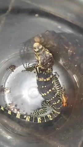 A baby monitor lizard with black and yellow markings is in a clear plastic container. There are several small insects, possibly crickets, in the container with the lizard. The lizard is curled up, and its head is turned to the left. The container is clear and shows some reflections from the surrounding environment.
