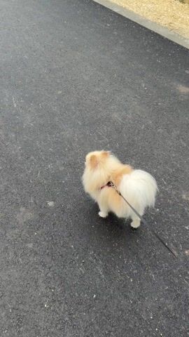The video shows a small, tan and white Pomeranian dog on a leash, standing on a gray asphalt surface. The dog turns to face the camera, and a person's black shoe and ankle are briefly visible.