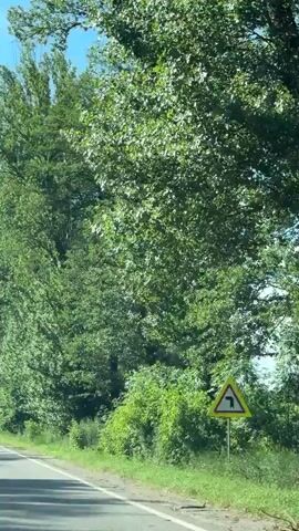 This media file captures a view from a vehicle traveling along a paved road lined with dense, green trees. The scene suggests a sunny day, likely in the late morning or early afternoon, given the bright lighting and clear sky visible through the foliage. The trees are lush and full, indicating it is either spring or summer. The road appears to be a two-lane road with a white line marking the edge. The overall setting is rural, with abundant natural vegetation. There are no people or distinct objects visible beyond the natural elements and the road. The footage is likely taken from inside the car, looking out towards the side. The motion of the car causes a slight blur in the background foliage, suggesting forward movement. The location context of Pysarivka, Ukraine, places this scene in a specific geographic area, but the visual cues themselves are generic to many rural roadside environments. There is no visible text in the media.
