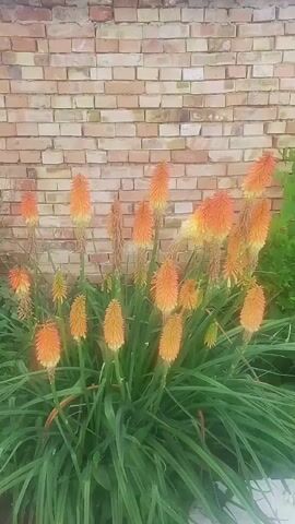 The video shows a close-up view of a garden with a brick wall in the background. The main subjects are several tall, orange and yellow flowers that resemble torch-like spikes. These flowers are clustered together, with long, green, grass-like leaves growing from their base. A smaller plant with delicate white flowers is visible in the middle ground, to the right of the orange flowers.

The setting appears to be a garden or yard, given the presence of plants and a brick wall. The wall is made of light-colored bricks with darker mortar. The lighting suggests it is daytime, with no specific time of day clearly indicated. The weather appears to be fair.

There are no people or animals visible in the video. The activity taking place is simply a static shot of the garden, allowing the viewer to observe the plants.

Notable details include the vibrant colors of the orange and yellow flowers, contrasting with the green foliage and the neutral tones of the brick wall. A glimpse of a metal pipe and a concrete structure is visible on the right side of the frame, hinting at some garden infrastructure. In the background, a green metal fence can be seen, and further beyond, what appears to be a building with a window.

No visible text is present in the media file. The overall mood is peaceful and natural, focusing on the beauty of the flowers. The location context provided indicates Kula, Bulgaria.