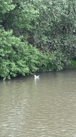 Tourist explores historic Lovech, Bulgaria during morning riverside visit