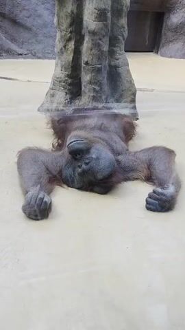 An orangutan lies on its back beneath a viewing tube. Next, a siamang sits close to the glass with a toy, looking at the camera.