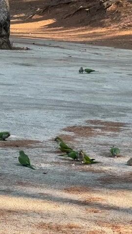 A flock of small green parrots is gathered on a dusty, uneven surface, possibly a path or cleared area. Some of the parrots are pecking at what appears to be food on the ground. In the background, there are trees and shadows from foliage, suggesting an outdoor setting in a park or wooded area. The overall impression is of a peaceful scene of birds foraging.