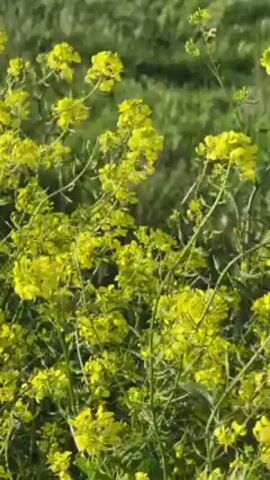 The video shows a cluster of yellow flowers swaying gently in the wind. Behind the flowers, there is a blurred green background, possibly grass or a field. The lighting suggests it is daytime and sunny. The camera appears to be handheld, causing slight movements in the frame.