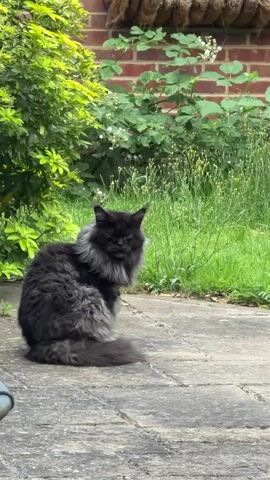 A long-haired dark gray cat is sitting on a stone patio next to a patch of green bushes. In the background, there is a brick wall with plants growing on it. The cat is facing the right side of the frame and appears to be looking down. The lighting suggests it is daytime.