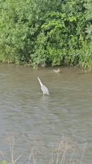Heron hunting in a Prešov river on a calm June morning