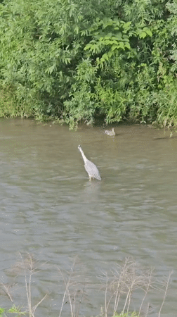 Heron hunting in a Prešov river on a calm June morning
