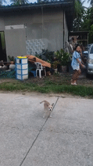 Daily life scenes documented in Thai village