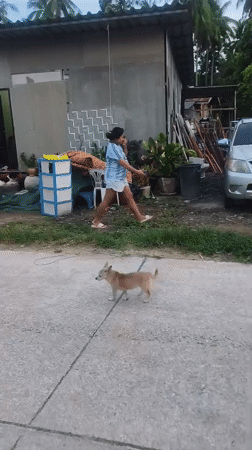 Daily life scenes documented in Thai village