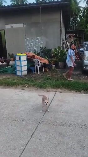 Daily life scenes documented in Thai village