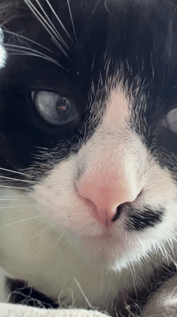 Morning with a blue-eyed cat and indoor moments in Noviy