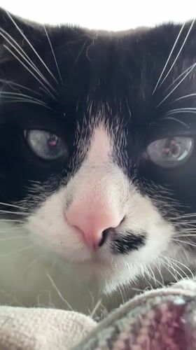 Morning with a blue-eyed cat and indoor moments in Noviy