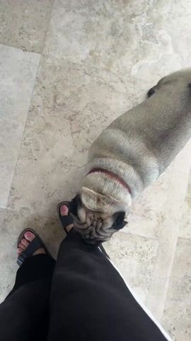 The video shows a pug from a high angle view standing on a light-colored, tiled floor. The pug has a gray coat and is wearing a red collar. The pug is standing close to the leg of a person who is wearing black pants with a white stripe down the side and black sandals. The person's feet and painted toenails are visible. The pug is nuzzling the person's leg.