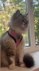 Cats spotted in domestic settings across Rostov-on-Don