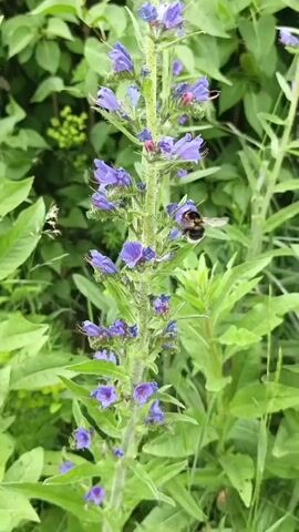 This is a close-up video of a tall, flowering plant with small purple-blue blooms arranged along its stem. The plant appears to be growing outdoors in a natural setting, with lush green foliage filling the background. The lighting suggests it is daytime, and the overall atmosphere is peaceful and natural. A bumblebee is visible in the upper right portion of the frame, actively buzzing around the flowers, indicating pollination is taking place. The focus is primarily on the plant and its delicate flowers, with the bee serving as a secondary subject of interest, highlighting the natural interaction between the insect and the flora. The video captures a moment of natural beauty and activity in what appears to be a green, vegetated area. The location is identified as Losevo, Belarus. There is no visible text in the media file.