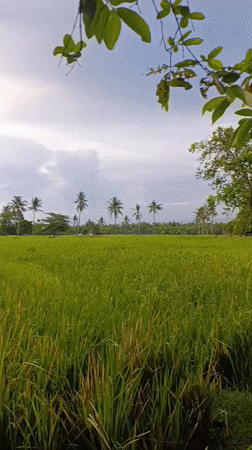 Tropical garden and farm life, fruit trees to coffee cup