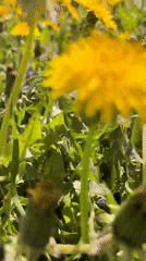 Spring blooms captured in Froly, Russia fieldwork documentation