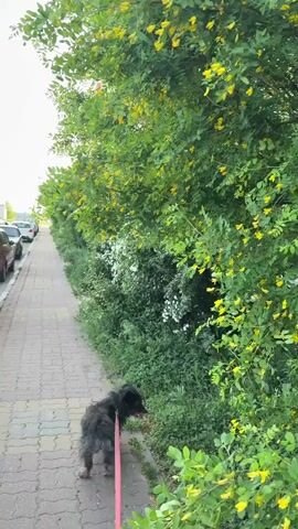 The video shows a small, fluffy black dog on a pink leash being walked on a brick sidewalk. The dog stops to sniff the grass and greenery along the edge of the sidewalk, which is bordered by a dense row of shrubs and trees. Some of the trees have bright yellow flowers. To the left of the sidewalk is a row of parked cars. The sky is overcast.