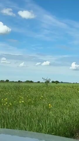 A video shows a wide, green field under a blue sky with white clouds. The field is filled with tall grass and small yellow flowers. A few scattered trees are visible in the distance. The camera is moving forward, suggesting it is being filmed from a vehicle. There are no people or significant actions depicted. The overall scene is one of a natural, open landscape.