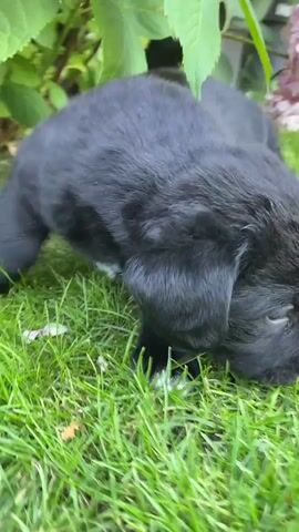 A black puppy with white markings on its chest and paws is exploring a grassy area with pink hydrangeas and green foliage in the background. The puppy is filmed from a low angle, at times looking directly at the camera. It wags its tail, sniffs the ground, and raises a paw as if to play.
