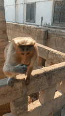Monkey spotted eating on concrete ledge in Puttaparthi