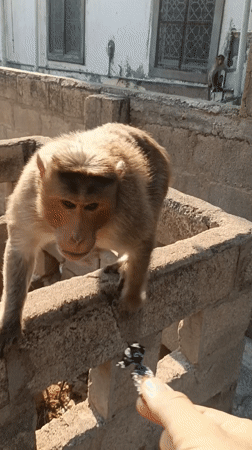 Monkey spotted eating on concrete ledge in Puttaparthi