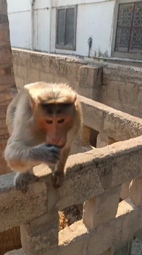 Monkey spotted eating on concrete ledge in Puttaparthi