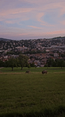 Cows graze at twilight on the hills above St. Gallen