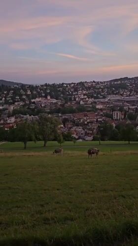 Cows graze at twilight on the hills above St. Gallen