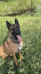 Belgian Malinois dog observed in Bulgarian countryside setting