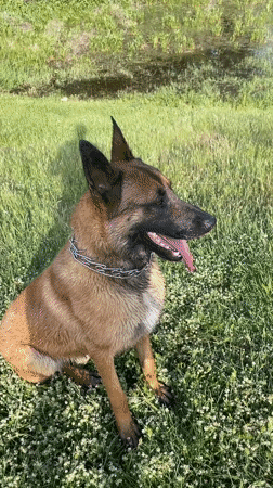 Belgian Malinois dog observed in Bulgarian countryside setting
