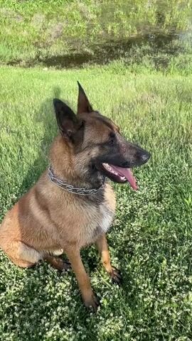 The video begins with a close-up of a light brown Belgian Malinois dog sitting in a field of green grass and small white flowers. The dog is wearing a metal chain collar, its tongue is hanging out, and it's panting. The camera pans up to show a small body of water behind the dog, bordered by lush green vegetation. The camera continues to pan upward, revealing a wide, grassy field leading towards a distant hillside dotted with trees and buildings, all under a blue sky with scattered clouds. The overall scene depicts a calm, rural environment on a sunny day.