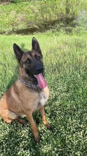Belgian Malinois dog observed in Bulgarian countryside setting