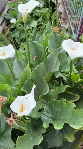 The video shows a close-up of a cluster of calla lilies in a garden setting. The lilies are white with a yellow center, and the leaves are large and green with water droplets. There is a glimpse of a colorful fence in the background. The camera focuses on one of the flowers. An animal bark can be heard.