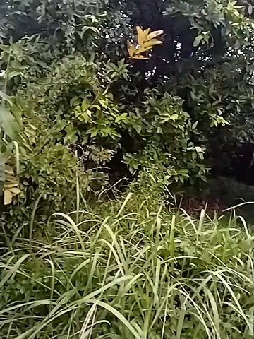The video is a close-up, shaky, first-person perspective of tall grass and foliage. The camera is moving through the vegetation, suggesting someone is walking or moving through it. The lighting is dim, and the focus is inconsistent. There are no discernible people or objects other than the plants.