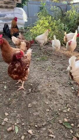 A rooster and several chickens are in a dirt yard. The rooster is black and brown and standing to the left of the frame. Several white and brown chickens are scattered around the yard. In the background, there are some white bags, wooden pallets, green bushes, and a fence. The chickens are pecking at the ground and interacting with each other. The scene appears to be outdoors during the daytime.