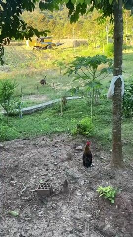 The video opens with a close-up view of a rooster standing in the foreground on a patch of dry, reddish-brown dirt. Behind the rooster, a patch of greenery is visible. In the mid-ground, a hen and several chicks are clustered together near a clump of tall, grassy plants. Further in the background, a person is walking away from the camera, their back to the viewer, wearing dark clothing. Beyond them, a yellow tractor is parked on a cultivated hillside, with rows of crops visible. The scene is framed by the leaves of a tree in the upper left corner of the frame. The camera then pans to the right, following the hen and chicks as they move further into the grassy area. The rooster remains in the foreground, occasionally looking around. The person in the background continues to walk away, eventually disappearing from view behind a cluster of bushes. The video ends with the hen and chicks nestled amongst the grass, and the rooster still visible in the foreground. The overall setting appears to be a rural farm or homestead, with evidence of agricultural activity and domesticated animals.