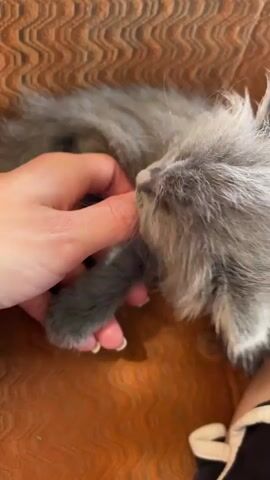 A person's hand gently pets a small, fluffy grey kitten lying on an orange, textured surface, likely a couch. The kitten's paw is extended, and the person's fingers are stroking its fur. The kitten appears to be resting or sleeping.