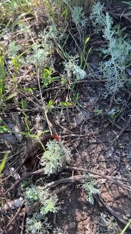 A woolly bear caterpillar crawls across dry, brown earth. The caterpillar is dark brown with red bands. It is surrounded by dry grass and light green, feathery plants. The footage is close-up and from a high angle.