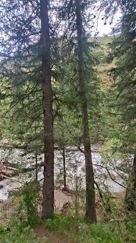 A video pans across a forest scene, showing tall pine trees with lush green foliage. A rocky river flows through the middle ground, with a collection of debris, possibly fallen trees and branches, visible in the water. The terrain appears to be sloped, with a forest floor covered in green plants and undergrowth. The sky is overcast, contributing to a muted, natural light. The camera movement is smooth and steady, suggesting a handheld recording from a walking perspective. There are no people or animals visible in the video.