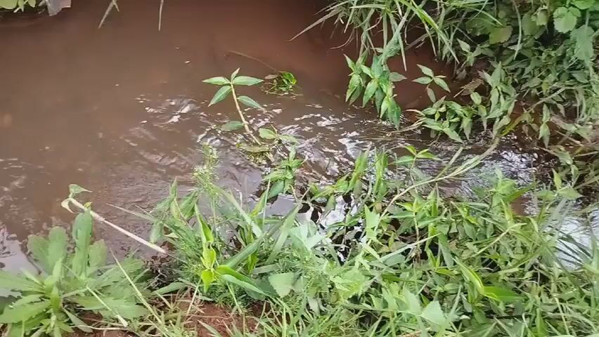The video shows a small stream with green vegetation along its banks. The water is murky and brown. A small, rustic bridge made of logs and mud spans the stream. On the other side of the stream is a field of crops. The camera pans to show the length of the stream and the bridge.
