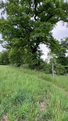 The scene shows a grassy field with a dirt path leading towards a road. Along the field's edge, there's a fence made of wooden posts and wire, with large, leafy trees shading the area. Across the road, there's a tall, green hedge. In the foreground, a large, textured tree stump lies partially hidden in the grass. The sky is overcast.