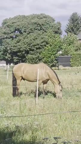A tan horse with a dark mane and tail grazes in a grassy field. It is enclosed by a wire fence. In the background, there are trees and a building. The sky is cloudy.