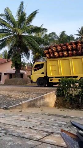 A yellow dump truck is driving on a road. The truck is full of palm oil fruit bunches. The truck is driving past palm trees and a building. The sky is blue and clear. The video is filmed from a slightly low angle, showing the truck and its load.
