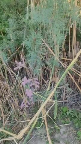 A close-up, medium shot video shows a tangle of dry, tan-colored stalks and bright green, feathery foliage with small clusters of pale pink flowers. The plants appear to be growing in a natural, outdoor environment. The camera appears to be moving slightly, creating a slight blur effect on the flowers in the foreground. The lighting suggests it is daytime, possibly late afternoon or early morning, with soft light filtering through the leaves.