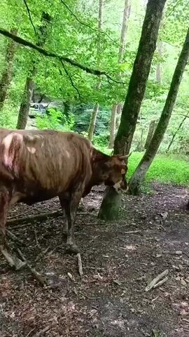 A brown cow with white markings on its face and hindquarters stands in a wooded area. The cow is facing towards the right and appears to be scratching its head on a tree trunk. The ground is covered with fallen leaves and sticks. The trees are tall and leafy, suggesting a dense forest. In the background, a white vehicle can be seen through the trees. The lighting is dim, indicating an overcast day or the shade of the forest canopy.