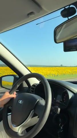 The video shows a first-person view from inside a car, looking out the windshield. The steering wheel is visible in the foreground, with a hand resting on it. The car is driving along a road that is bordered by a vast field of yellow sunflowers. The sky is a clear, bright blue. A rearview mirror is mounted on the windshield, and a small black device, possibly a dashcam, is attached to it. The dashboard of the car is also visible, with the speedometer and other instruments. The overall impression is of a scenic drive on a sunny day.