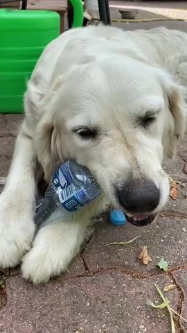 A golden retriever dog lies on a brick patio, gnawing on a plastic bottle. The dog is mostly white with some tan coloring around its ears and muzzle. Its eyes are partially closed, and its head is bent down towards the bottle. The bottle is clear plastic with a blue label that is partially obscured by the dog's mouth. A blue plastic bottle cap lies on the patio to the right of the dog. Dried leaves are scattered on the patio. In the background, a green plastic watering can is visible, along with parts of what appears to be a wooden structure and some vegetation. The lighting suggests it is daytime.